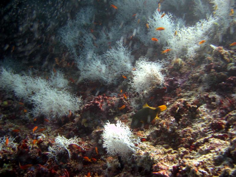 weisse Korallen (Schwamm)